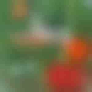 Profesionální sešívačka rostlin | PLANTBRAND