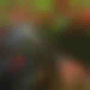 Nůžky na stříhání stromů | TREESNIP