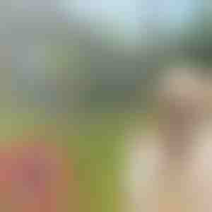 Obojek proti klíšťatům a blechám PETPROTECT